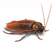 West Oaks Pest Control - Cockroaches - 805-642-6077