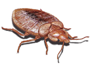 West Oaks Pest Control - Bed Bugs - 805-642-6077