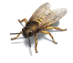 West Oaks Pest Control - Bees - 805-642-6077