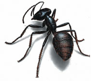 West Oaks Pest Control - Ants - 805-642-6077
