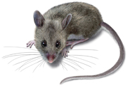 West Oaks Pest Control - Mice - 805-642-6077