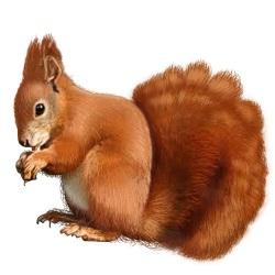 West Oaks Pest Control - Squirrels - 805-642-6077