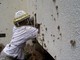 bee-removal-swarm - 