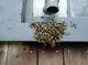 Bees-swarming-around-entrance-to-hive - 