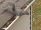 squirrel_removal_mississauga - 