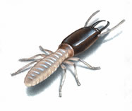 West Oaks Pest Control - Termites - 805-642-6077
