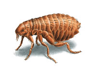 West Oaks Pest Control - Fleas - 805-642-6077