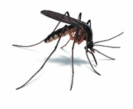 West Oaks Pest Control - Mosquitoes - 805-642-6077