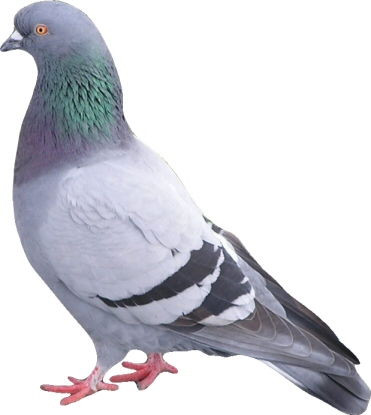 West Oaks Pest Control - Bird Control - 805-642-6077