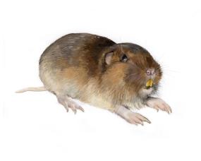 West Oaks Pest Control - Gophers - 805-642-6077