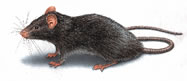 West Oaks Pest Control - Rats - 805-642-6077