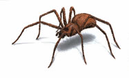 West Oaks Pest Control - Spiders - 805-642-6077