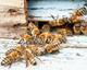 Bees - 