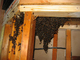 bees1lg - 