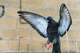 pigeonproof - 