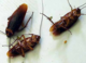 roaches - 