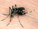 asian_tiger_mosquito_01 - 