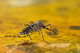 mosquito2 - 