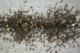 AntPestControlServices.jpg - 