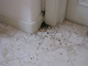 ants-in-house - 