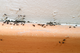 ants - 