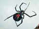 blackwidow - 