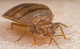 adult-bed-bug - 