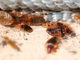 bedbug1_large - 