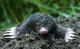 european_mole_1 - 