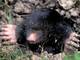 Moles - 