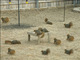 multisquirrel - 