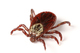 tick-infestation-pest-control - 