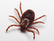 wildlife_tick - 